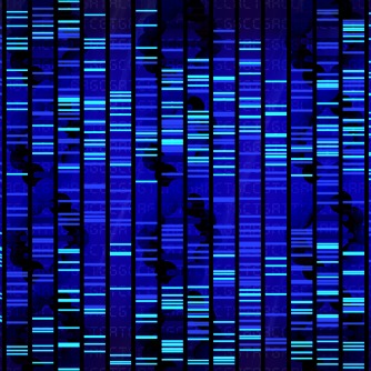 PCR Amplification